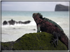 foto Flora e la fauna della Isole Galapagos